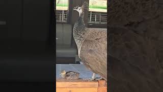 Mama Peahen with her baby 👶 🦚 birds nature peacock [upl. by Noxas]