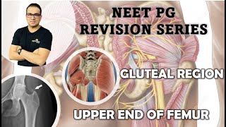 NEET PG GLUTEAL REGION amp UPPER END OF FEMUR [upl. by Malsi]