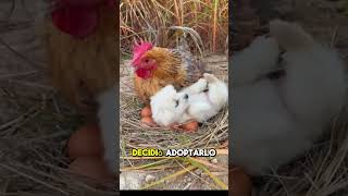 Gallina Adopta a un Perro [upl. by Arte767]