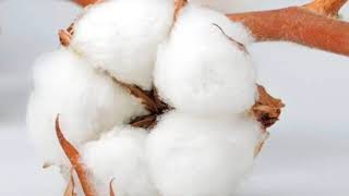 नरमा कपास के भाव में तेजी 2024  नरमा आज का भाव  kapas ka bhav today  narma ka bhav today  Cotton [upl. by Trik]