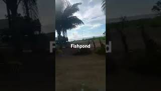 FISHPOND support subscribe 1millionviews 1000subscriber [upl. by Yrrac]