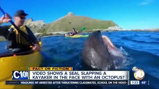 Seal slaps kayaker with octopus [upl. by Nevah]