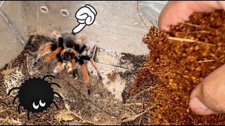 Rehousing cute tarantulas [upl. by Aehsila]