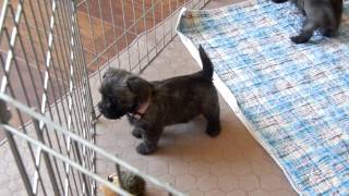 April 19 2015 Puppy Video [upl. by Azeret]