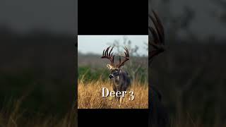 Which deer are you taking Pt 3 fyp deerhunting jesus wildlife shorts viralvideo hunting [upl. by Robbie]