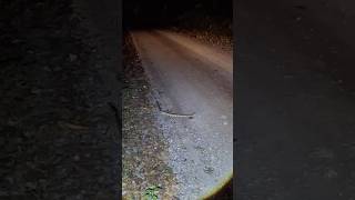 Giant Rattlesnake in the Road snake reptiles wildlife scary rattlesnake [upl. by Einiffit]