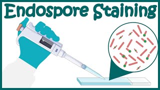 Endospore staining  Endospore stain procedure  Moeller and SchaefferFulton Methods [upl. by Aprilette]