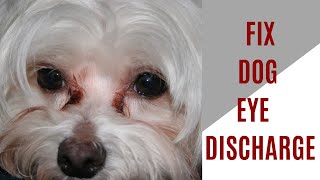 How to fix dog eye discharge [upl. by Aleira]