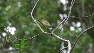 Greenfinch calling [upl. by Elsy46]