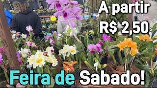 Plantas e flores feira de sábado [upl. by Adnamma]