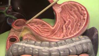 Anatomy and Physiology Take a Tour of the Digestive System [upl. by Trahern104]