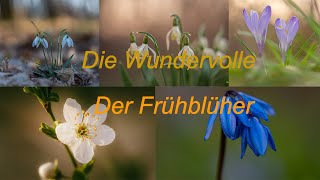 Makrofotografie im Frühling Naturfotovlog [upl. by Oidale]