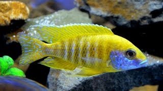 African Cichlid Peacocks and Haps Show Tank 75g [upl. by Hermes]