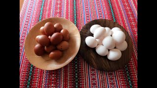 French Black Copper Maran Chicken EggsFarm VS Store Bought [upl. by Naziaf]