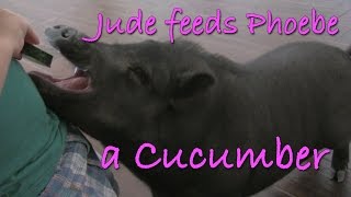 POT BELLY PIG 3 year old feeding pet pot belly pig [upl. by Sanez12]