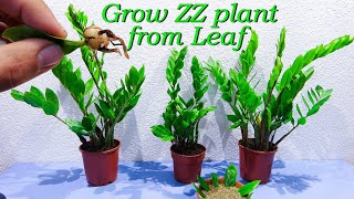 How to grow ZZ plant with leaf [upl. by Muiram]