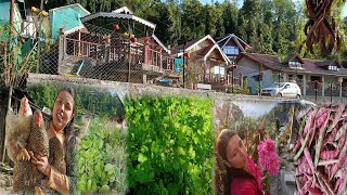 Organic Village Life  Gaon Ghar Ghumdai  Rural life in Village vlog [upl. by Ecyar]