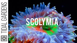 Scolymia Coral Care Tips [upl. by Draneb339]