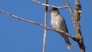 Blackcap Singing [upl. by Negam]