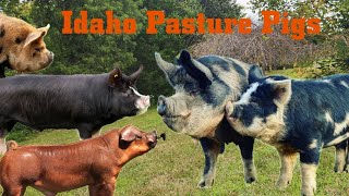 Idaho Pasture Pigs  our experience piglets to Butcher [upl. by Enej337]