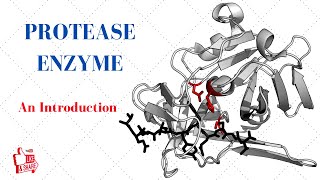 PROTEASE ENZYME An Introduction [upl. by Evander]