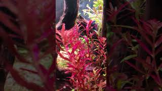 ROTALA BLOOD RED 🩸 bettatank nanotanks plantedtank [upl. by Myles]