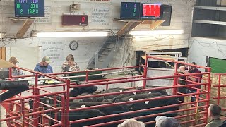 2024 Spring Roundup Sale at Low Country Livestock Exchange livestockauction cows beef auction [upl. by Asiaj255]