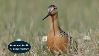 The Amazing Journey of the Bartailed Godwit to Americas Arctic [upl. by Inverson]