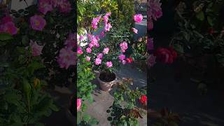 Rooftop gardening terrace gardening rose gardening rose blooming rosegardening [upl. by Canale]