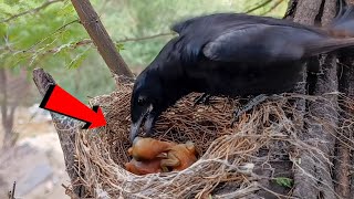 Black drongo bird small babies AnimalsandBirds107 [upl. by Emrich]