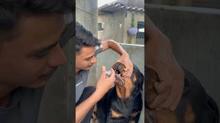 Rottweiler Daisy ko Liver tonic aaj injection se pela deya ✅🚨shorts viral medicine [upl. by Shirl]