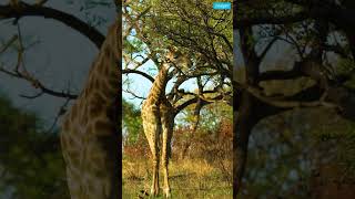 Acacia Trees Secrets to Outsmarting Giraffes nature [upl. by Brigida]