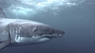 Biggest Great White Shark Ever Tagged May Reveal Another White Shark Cafe [upl. by Ynot]