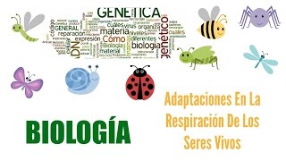 Adaptaciones En la Respiración De Los Seres Vivos  BIOLOGÍA [upl. by Ddene888]