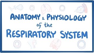 Anatomy and physiology of the respiratory system [upl. by Sitoiyanap]