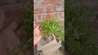 Crassula Plant care tips  Lucky Plant Kuber Plant short [upl. by Morrissey]