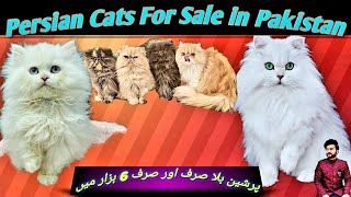 Cats Sunday market Rate update 1011cat selling market pakistanPersian cat rateTollington market [upl. by Fradin533]