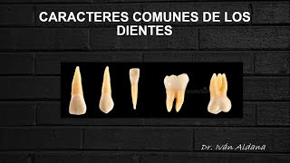 ANATOMÍA DENTARIA  Unidad 17 CARACTERES COMUNES DE LOS DIENTES  DR IVÁN ALDANA [upl. by Amice486]