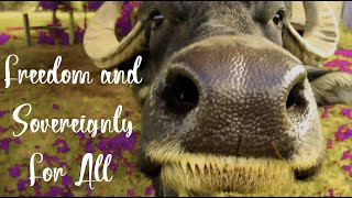 Water Buffalo Lives His Best Life In A Farm Sanctuary [upl. by Biebel]