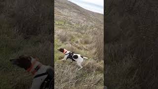 Stella is pure adrenaline pointer birdhunting birddog huntingdog gsp hunting gundog hunt [upl. by Rialcnis]