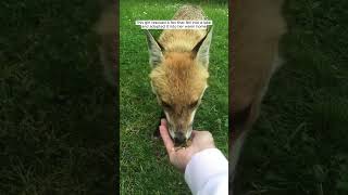 This girl rescued a fox that fell into a lake and adopted it into her warm home animalshorts [upl. by Mayberry743]