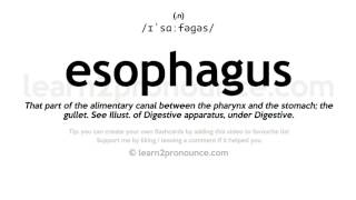 Pronunciation of Esophagus  Definition of Esophagus [upl. by Annahs18]