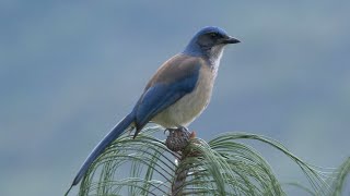 Woodhouses ScrubJay and its Call [upl. by Nollat]