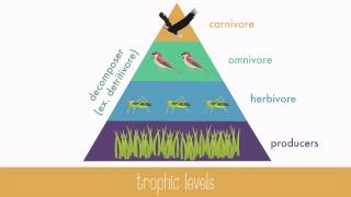 Energy Transfer in Trophic Levels [upl. by Ailis]