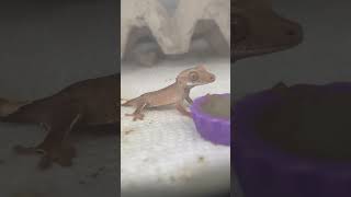 Hatchling Crested Gecko Feeding Cam [upl. by Cir]