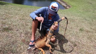 CRAZIEST IGUANA CATCH EVER  CATCH CLEAN amp COOK  BLUEGABE Style 🙌 [upl. by Schaffer263]