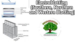 Electroblotting Southern Northern and Western Blotting [upl. by Rex854]