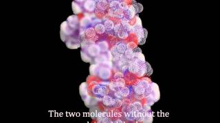 Actinomycin D intercalation in to duplex DNA [upl. by Prudence751]