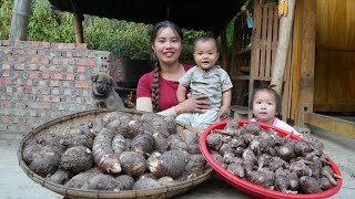 Harvesting giant taro boiling it and bringing it to the market to sell  with my little son [upl. by Busey]