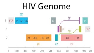 HIV genomic structure and function [upl. by Sabanrab444]